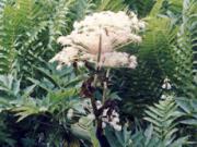 Angelica pubescens Maxim